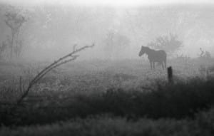 Danube Delta, 2008